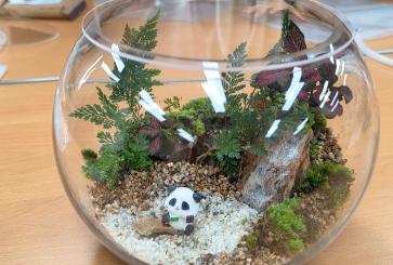 261017 금강산테라리움